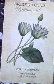 Botanical Inspirations Deck & Book Set